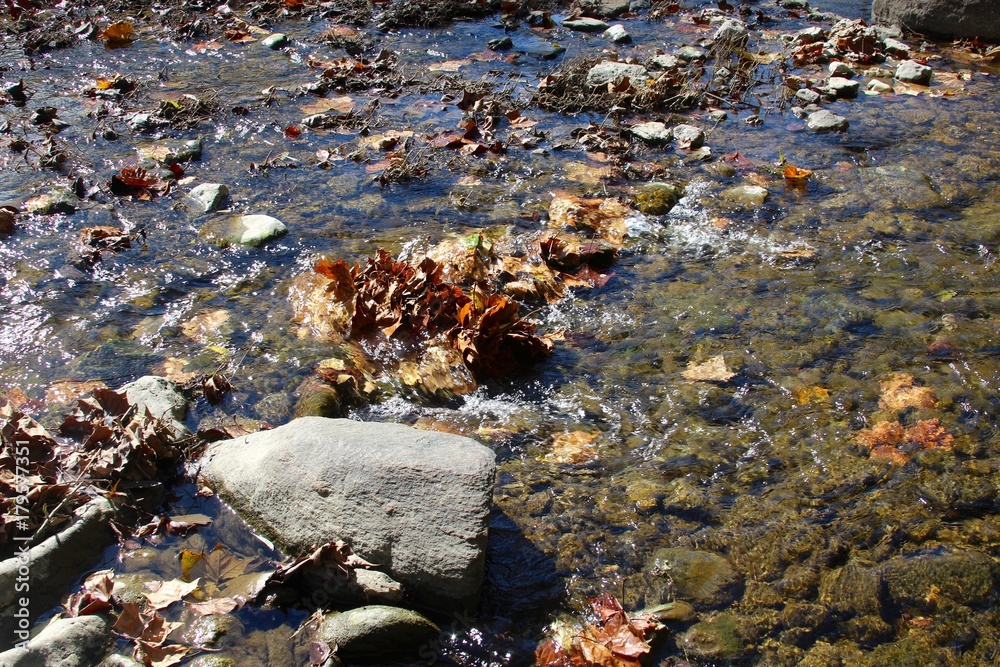 The flowing water of the stream and the autumn leaves floating in the water.