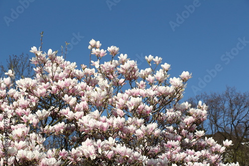 Magnolienblüte