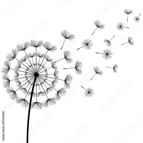 Black fluff dandelion on white background