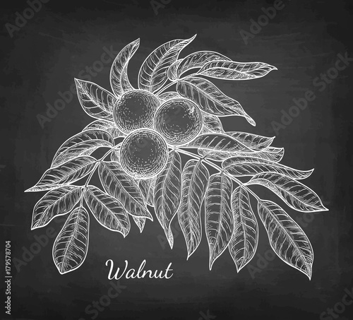 Chalk sketch of walnuts.