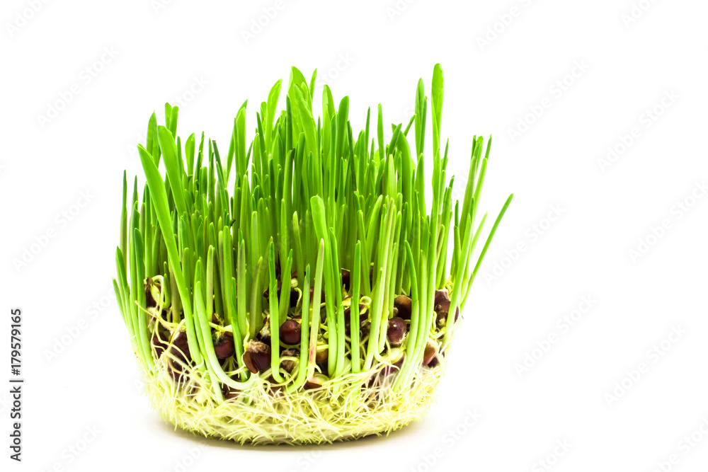 Corn sprouts Corn sprouts