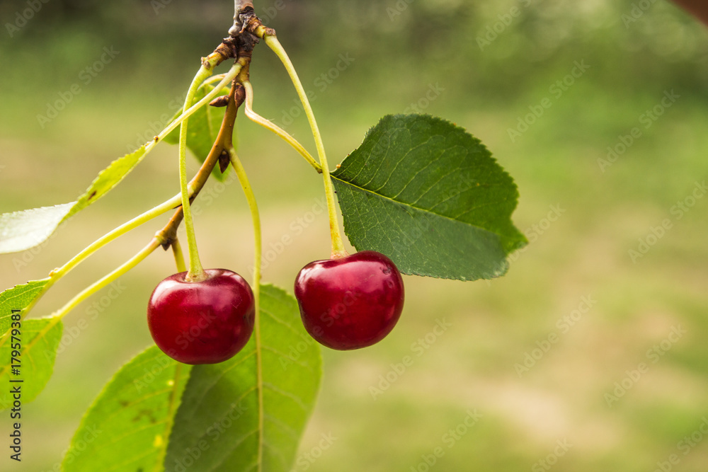 two red cherry on a tree in the garden two red cherry on a tree in the garden