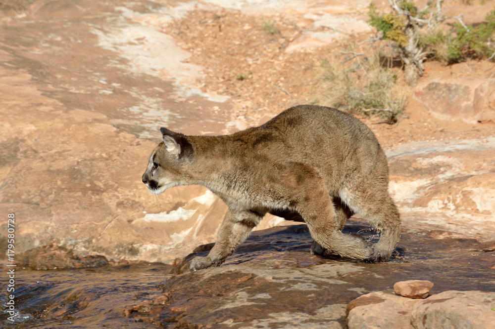 Fototapeta premium The mountain lion is looking for something 