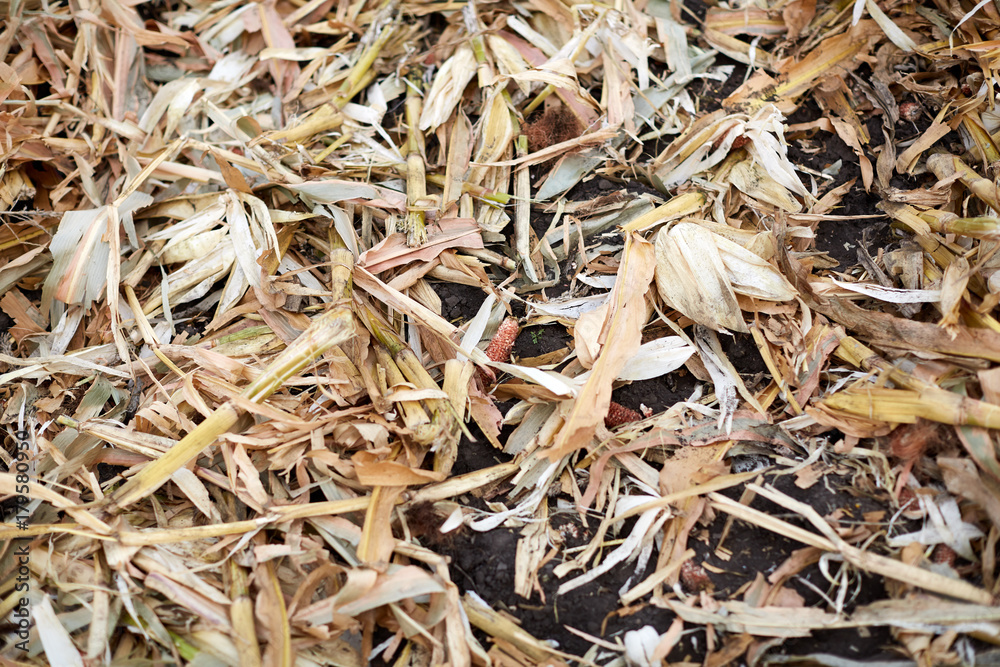 Cut stalks and chaff lying on the ground Cut stalks and chaff lying on the ground