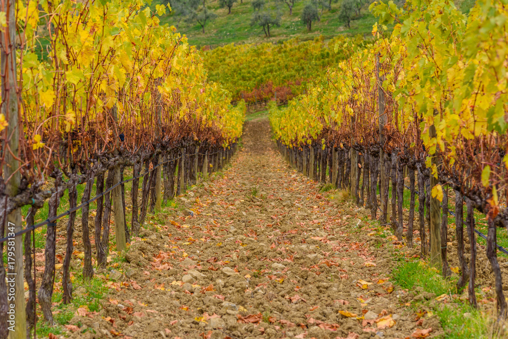 Vineyard in Chianti region in autumn