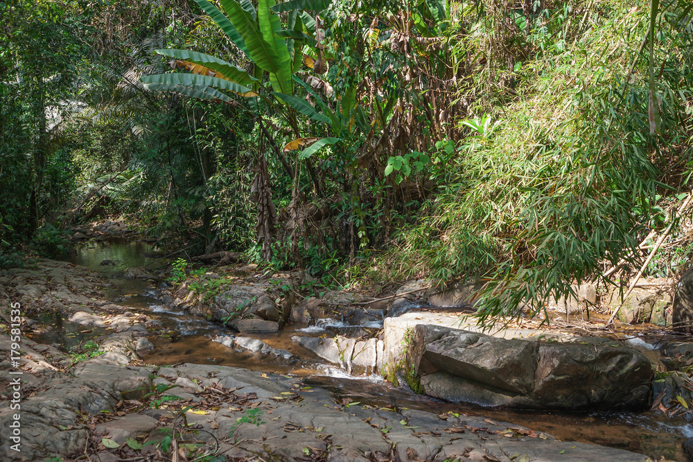 tropical jungles of South East Asia tropical jungles of South East Asia
