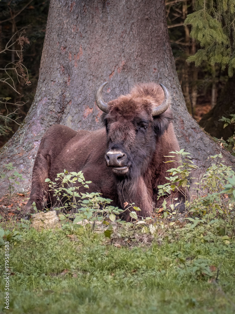 Fototapeta premium Wisent Büffel im Herbst