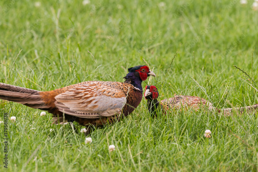Fototapeta premium Portrait of wild male pheasants