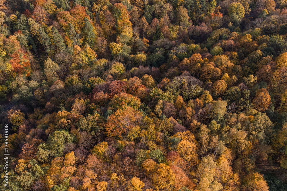 aerial view of the autumn forest aerial view of the autumn forest