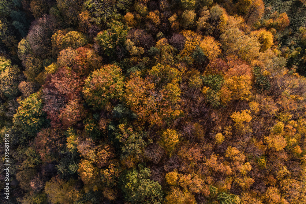 aerial view of the autumn forest aerial view of the autumn forest