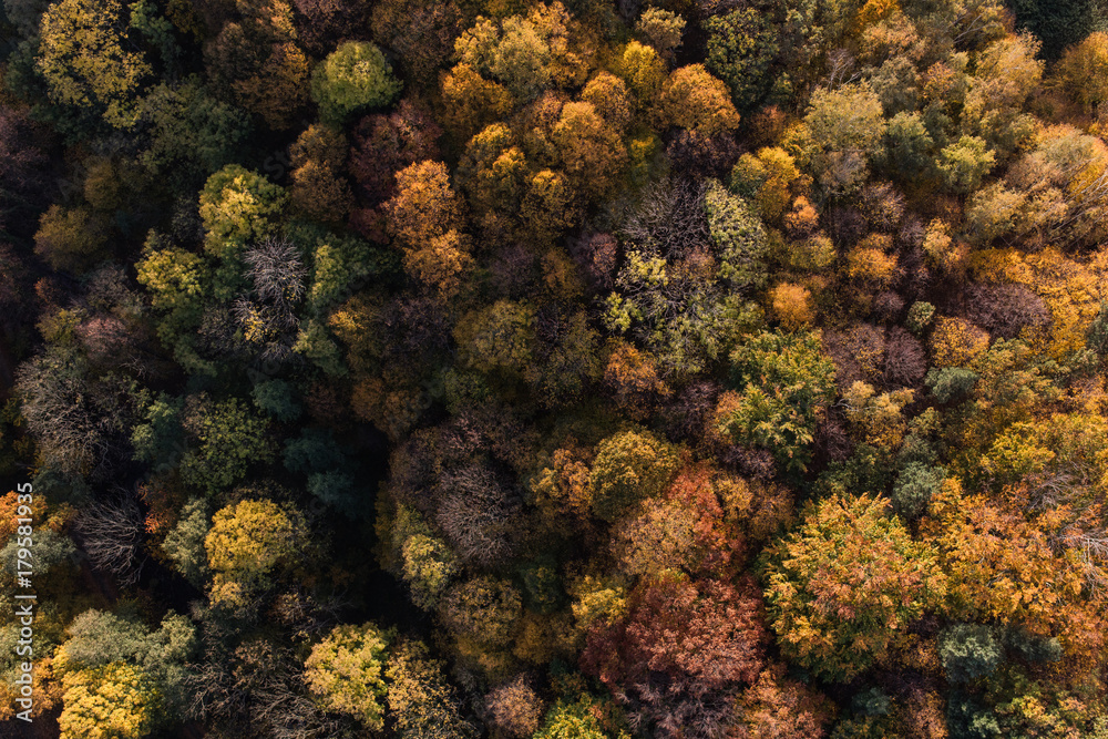 aerial view of the autumn forest aerial view of the autumn forest