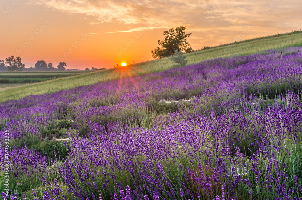 Naklejka premium Blooming lavender fields in Poland, beautfiul sunrise