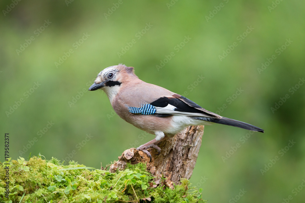Obraz premium Eurasian jay (Garrulus glandarius), Scotland, Europe