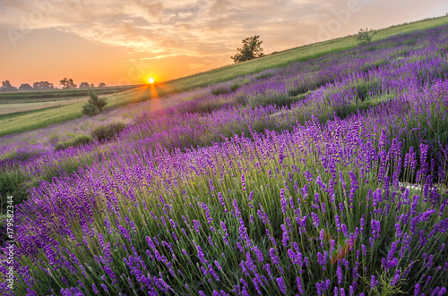 Blooming lavender fields in Poland, beautfiul sunrise photo