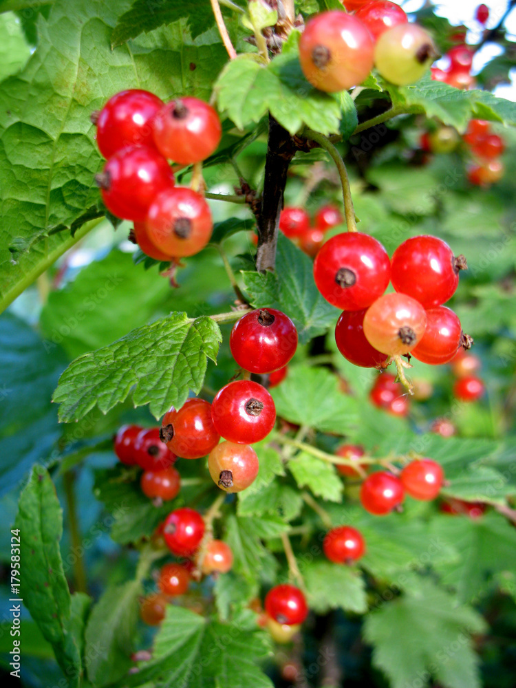 Obraz premium berries of red currant