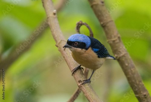 Tanager Bird on Branch © John
