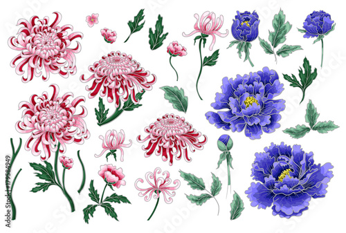 Photographie Set of botanical flowers chrysanthemum and peonies