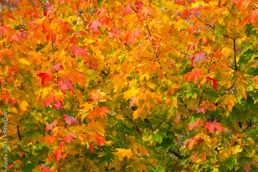 Orange autumn leaves on the trees as background, texture (abstract) Orange autumn leaves on the trees as background, texture (abstract)