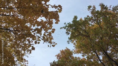 Autumn yellow leaves falling. Branches of a maples are swaying in a wind
