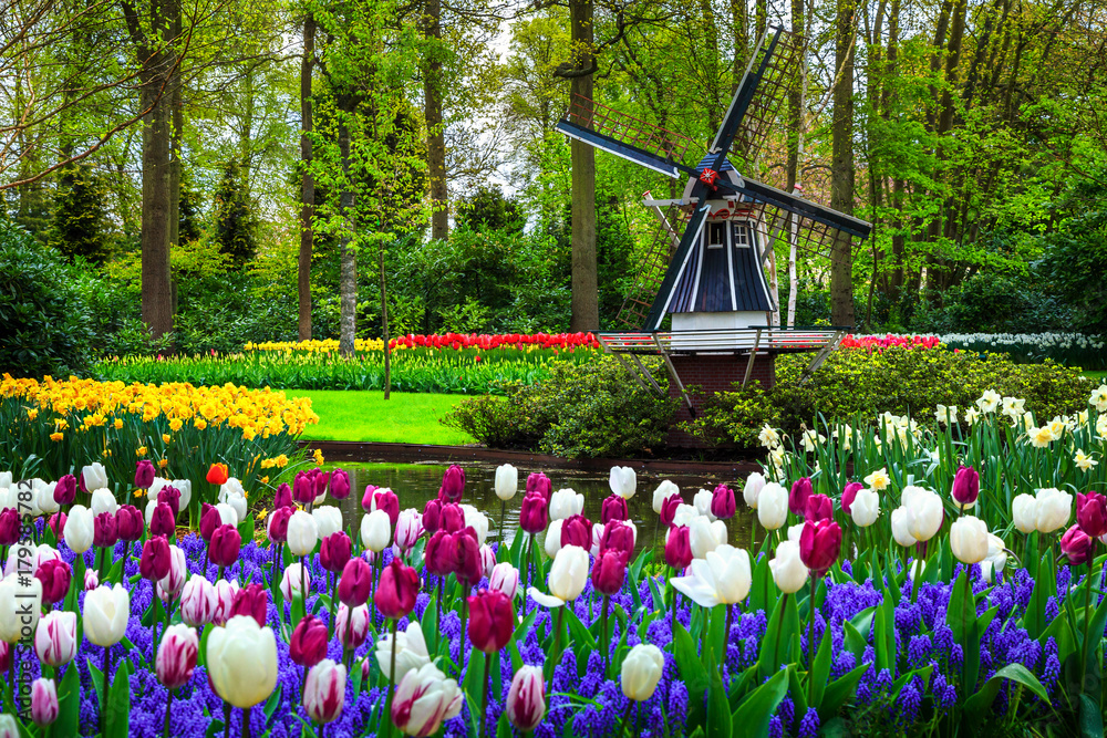 Dutch windmill and colorful fresh tulips in Keukenhof park, Netherlands