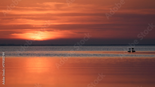 Bird (Podiceps cristatus) swims at sunset © Tatiana