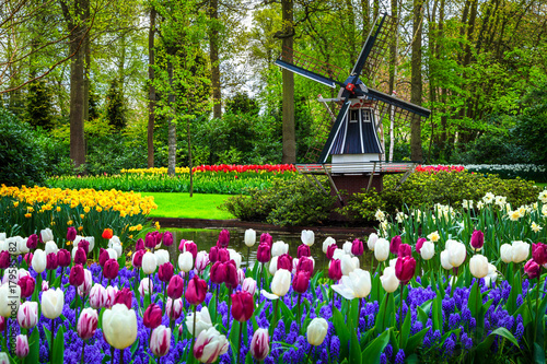 Obraz na płótnie Dutch windmill and colorful fresh tulips in Keukenhof park, Netherlands w salonie
