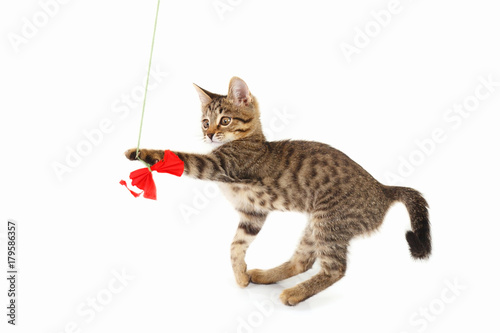 Striped kitten is played with a red paper bow on a white background © Boris Bulychev