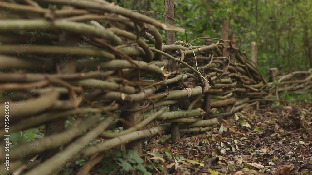 Willow wicker fence in a woodland setting. 1080p video at 25fps Willow wicker fence in a woodland setting. 1080p video at 25fps