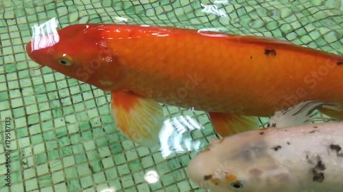 Carp swimming in the aquarium. Decorative fish