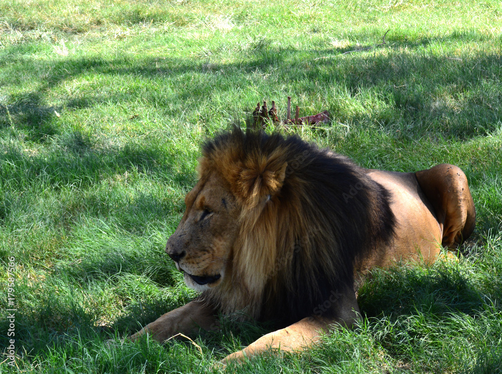 Male Lion Male Lion