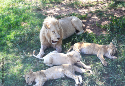 Male Lion and Lion Cubs