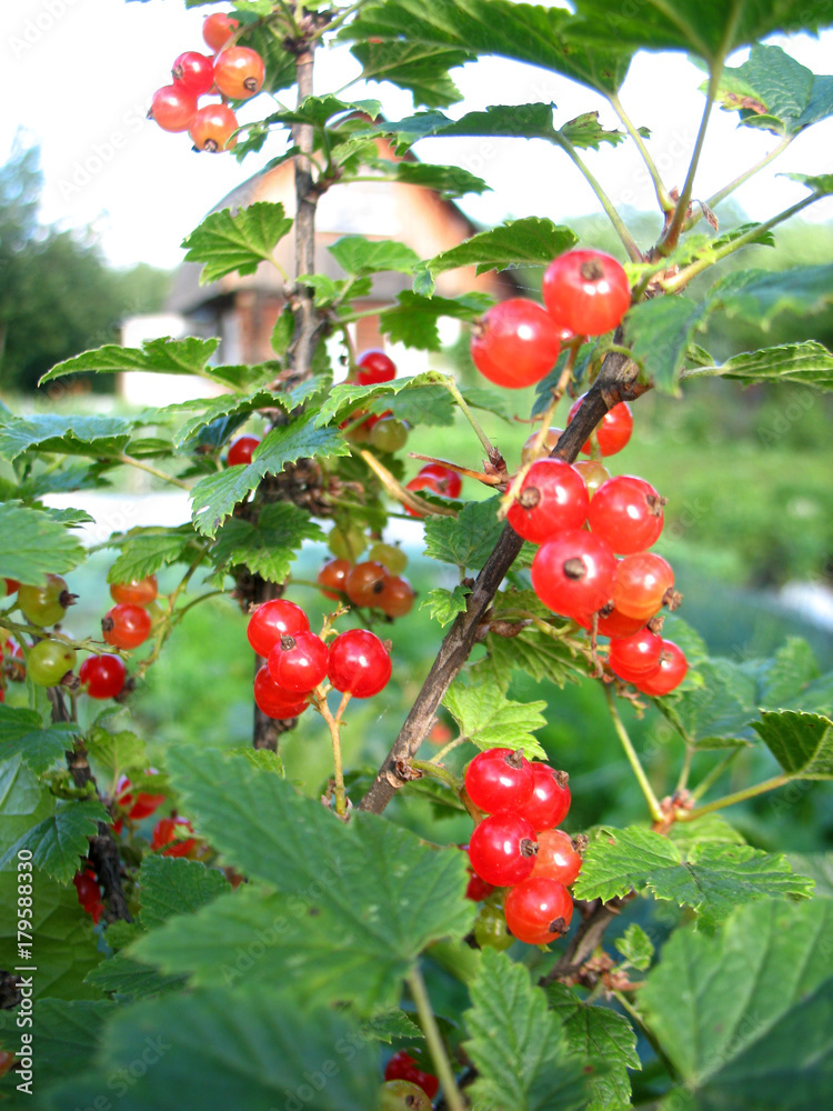Fototapeta premium berries of red currant