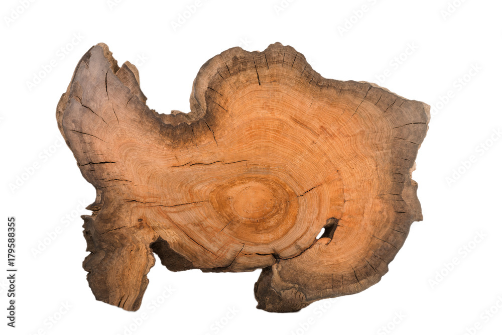 Cross section of tree stump isolated on white background Cross section of tree stump isolated on white background