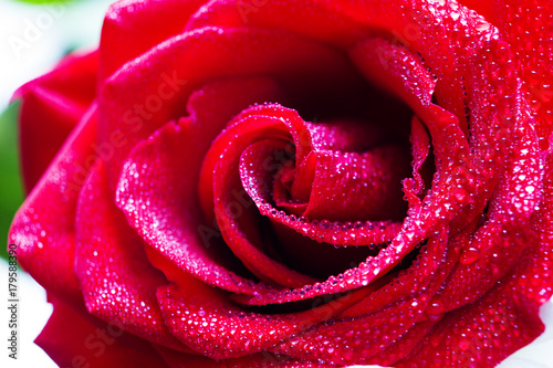 Fototapeta Naklejka Na Ścianę i Meble -  red rose in dew