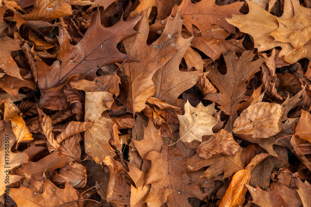 Am Boden liegende Buchenblätter im Herbst