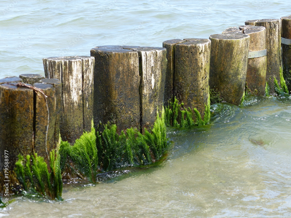 Fototapeta premium Algen an Holz