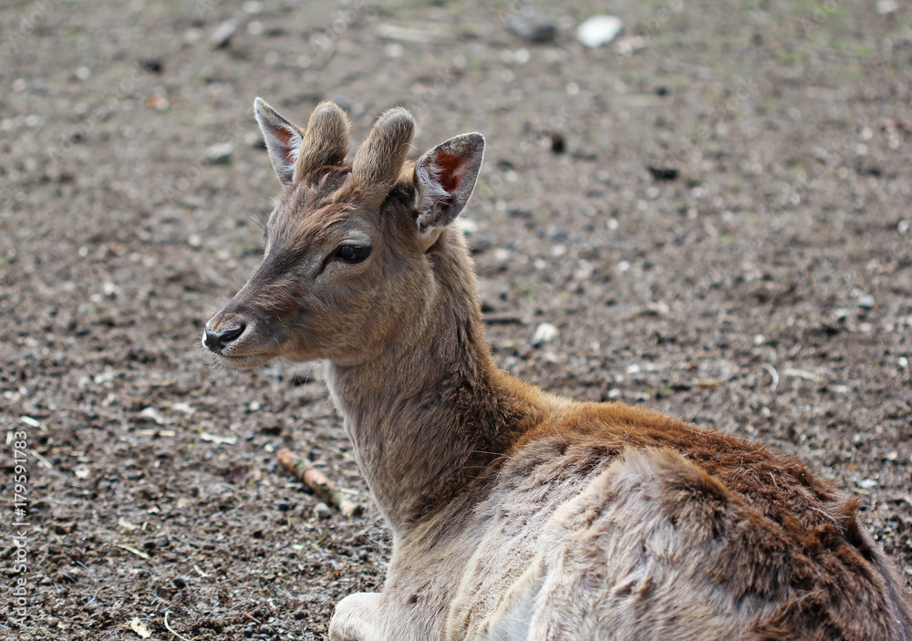 Fototapeta premium The portrait of young cute male roe deer