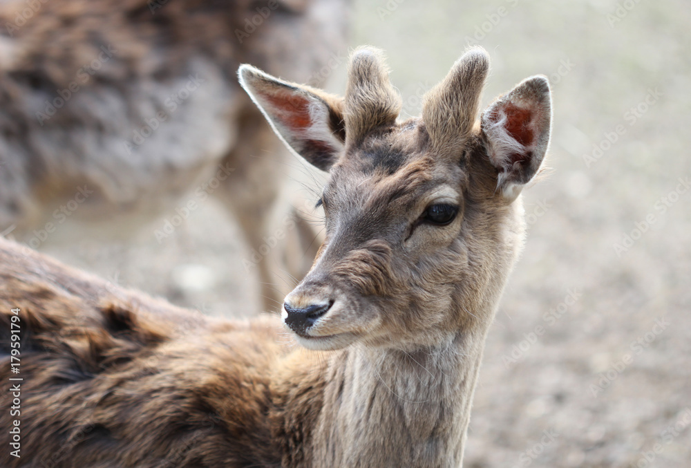 The portrait of young cute male roe deer