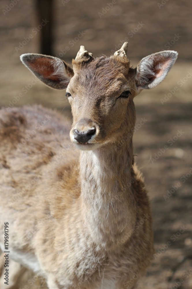 The portrait of young cute male roe deer
