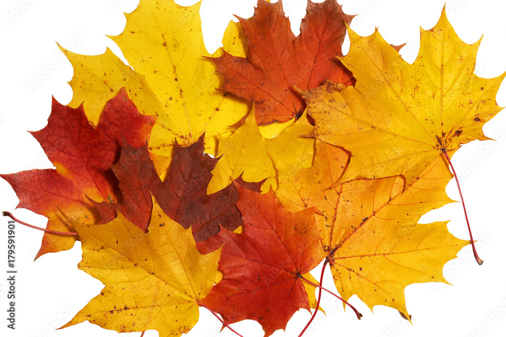 Fototapeta premium Red and yellow maple leaves on white background