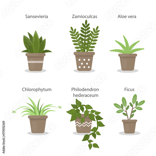 House plants set.