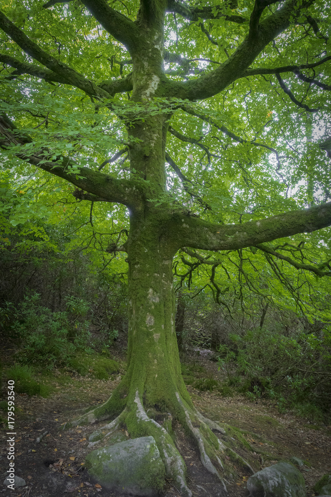 Grand arbre  à Torc Mountain près du lac de Muckross, dans le parc de Killarney