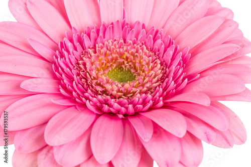 Pink gerbera flower