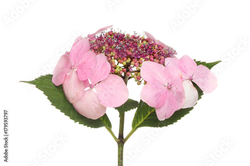 Pastel pink hydrangea