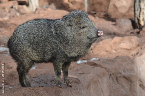 Adorable javelina boar standing on a rock photo