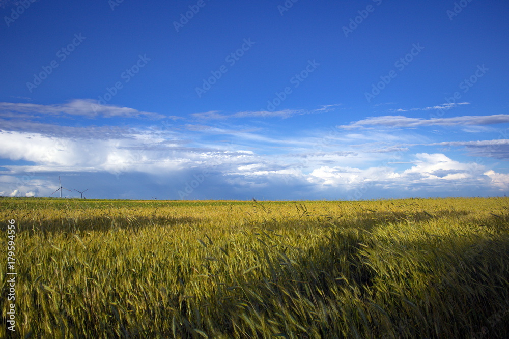 A field of wheat under beautiful clouds