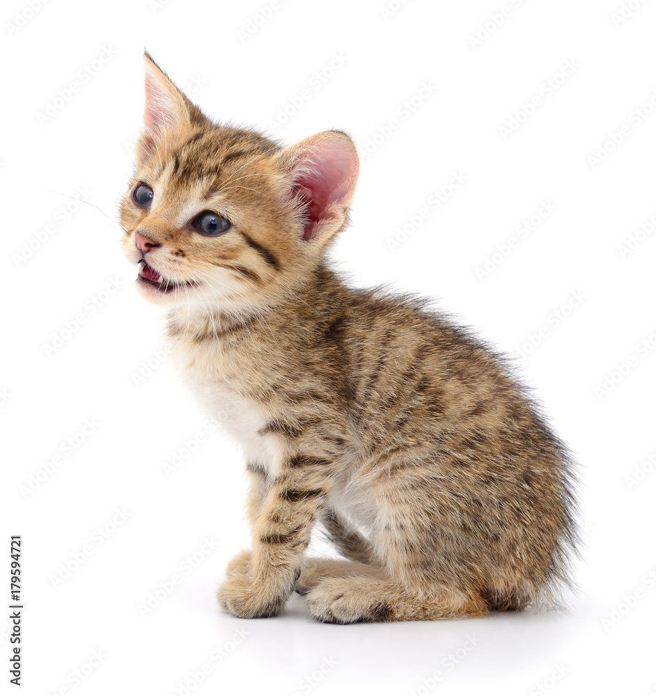 Obraz premium Small brown kitten.