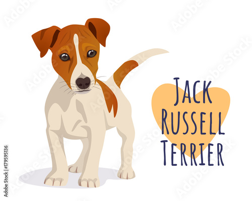 Cute Jack Russell Terrier dog