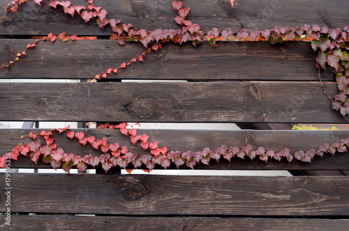 ivy on brown fence boards