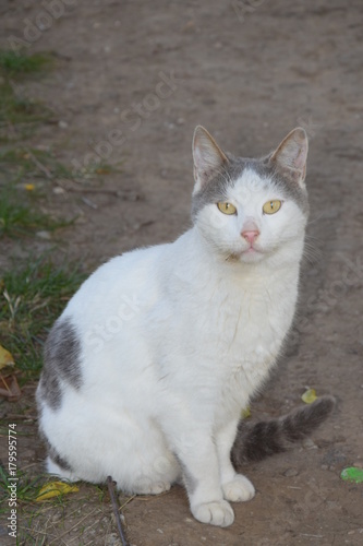 Домашние животные (Кошки)